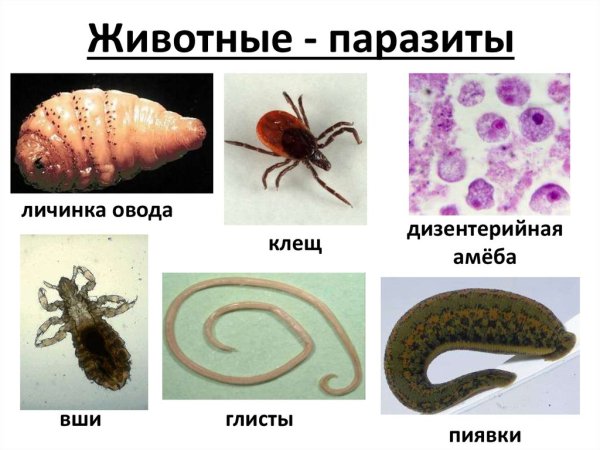 Паразиты примеры животных
