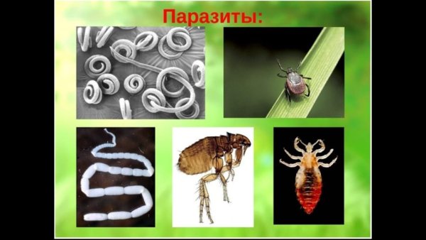 Животные паразиты человека