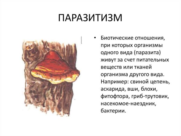 Паразитизм гриб трутовик