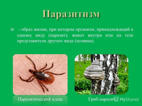 Паразитизм Тип взаимоотношений
