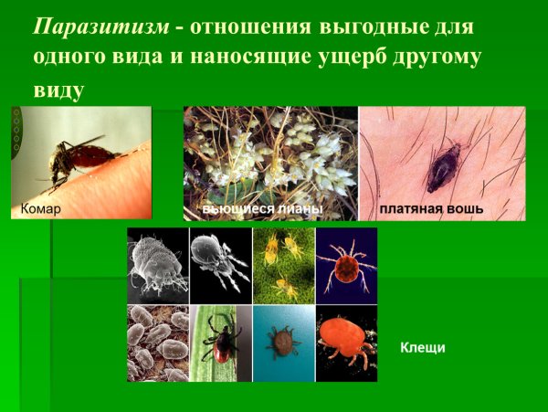 Животные паразиты список