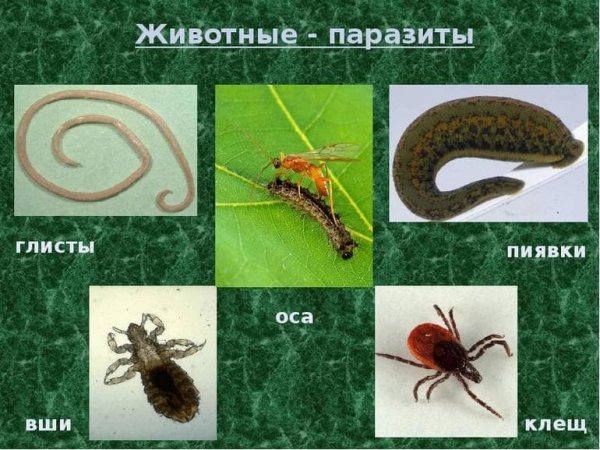 Паразитизм Божья коровка