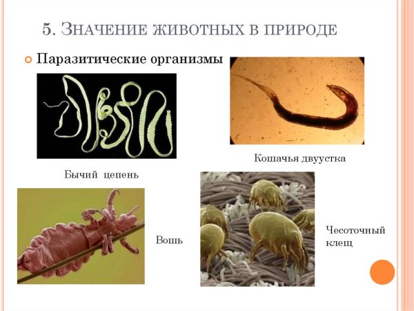 Паразиты в окружающей среде