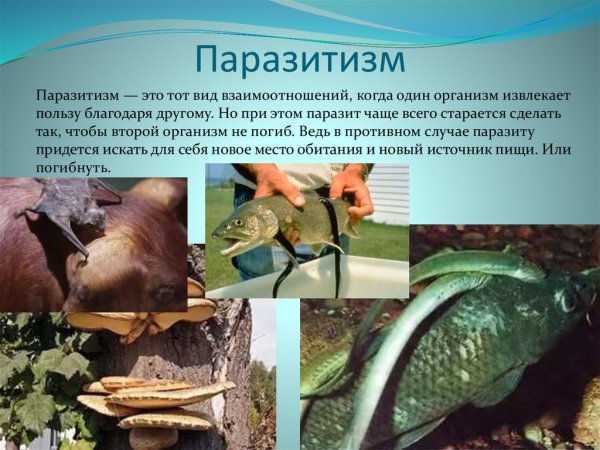 Паразиты эндопаразиты эктопаразиты