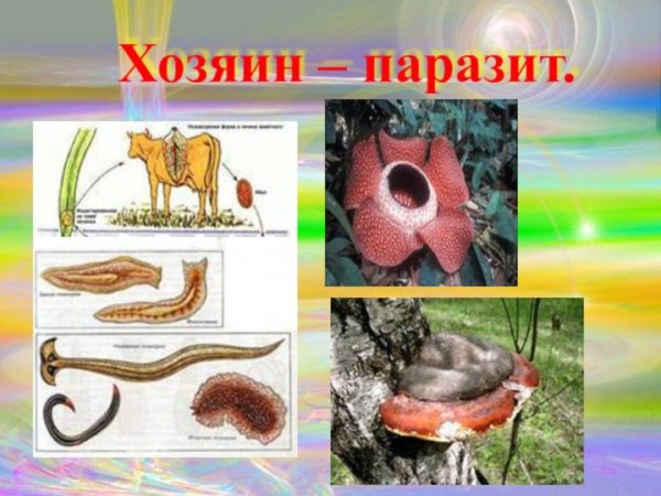 Паразитизм примеры