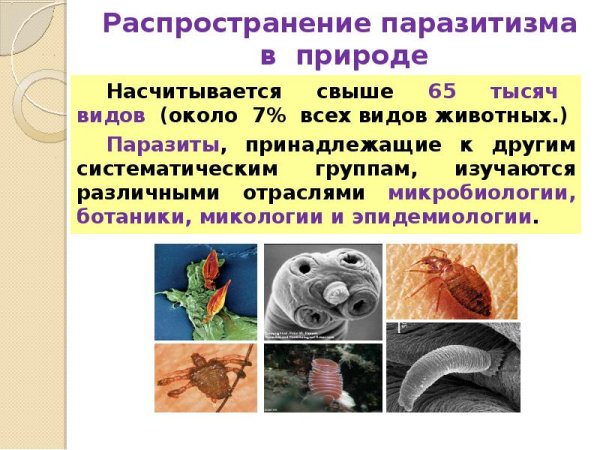 Паразитизм форма взаимоотношений