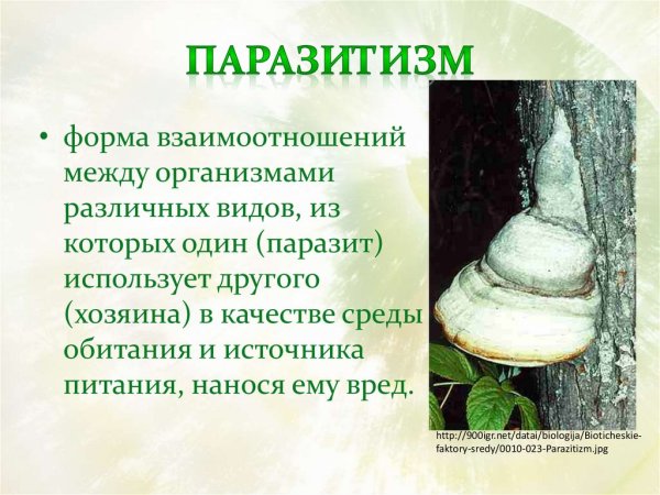 Паразитизм примеры