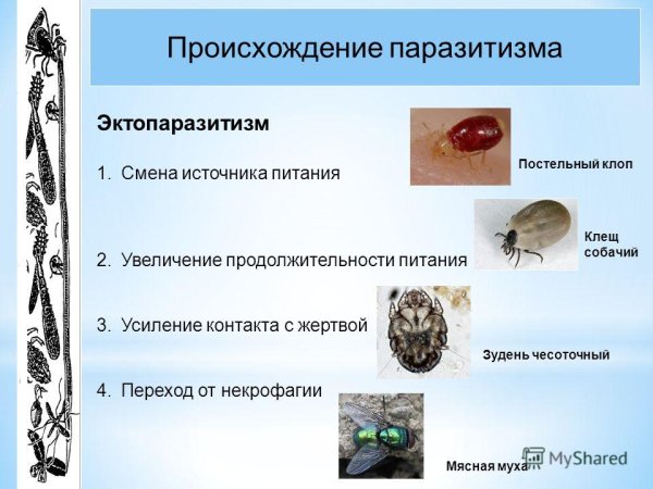 Паразитизм примеры