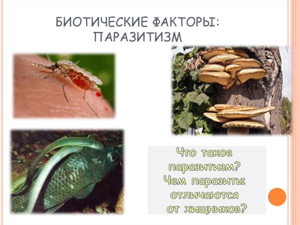 Формы взаимоотношений между организмами паразитизм