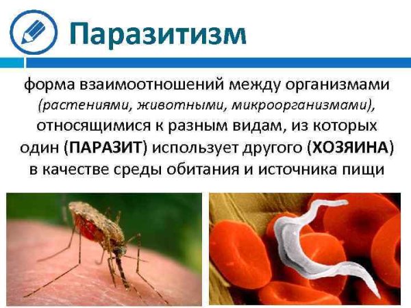 Паразитизм примеры