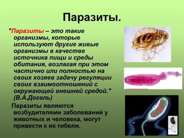 Животные которые питаются паразитами