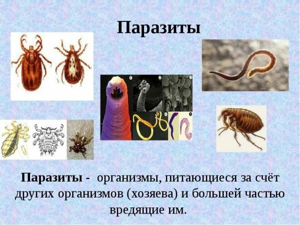 Паразитизм Тип взаимоотношений