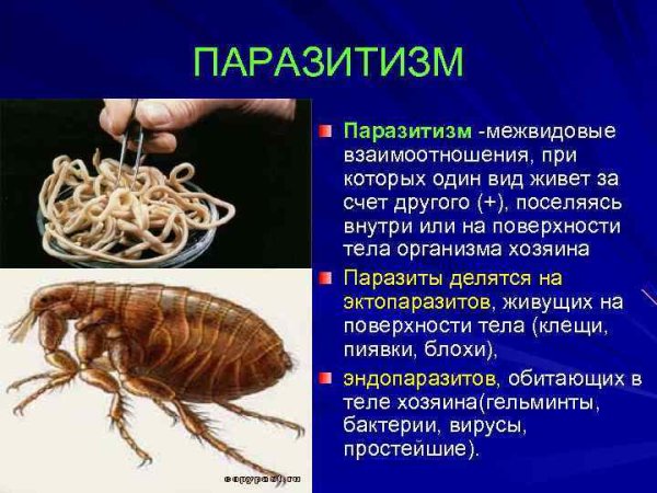 Хищничество и паразитизм