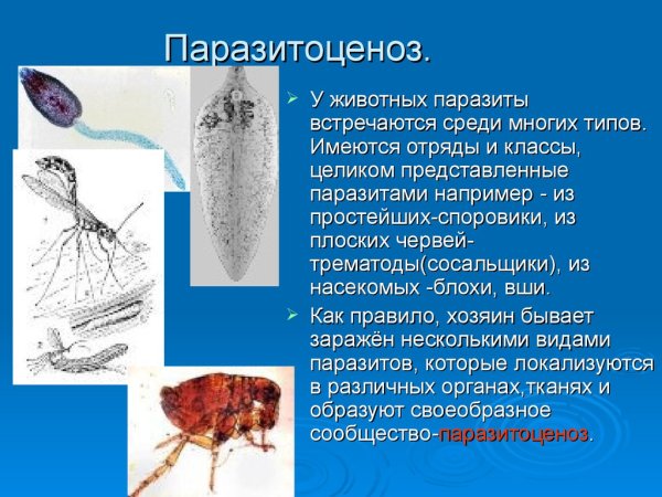 Нейтрализм симбиоз