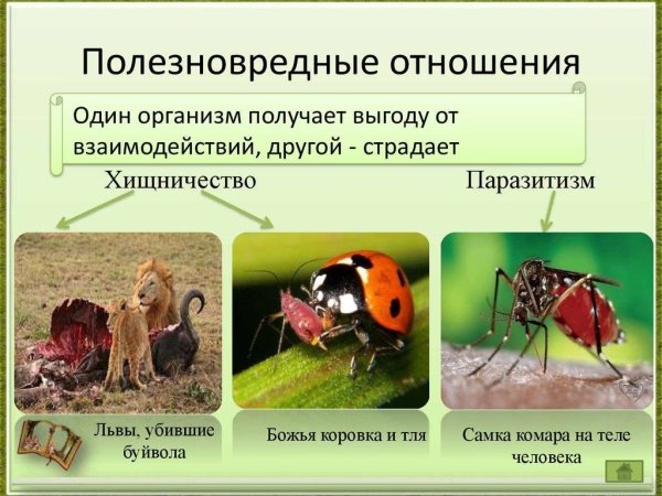 Примеры паразитизма в биологии
