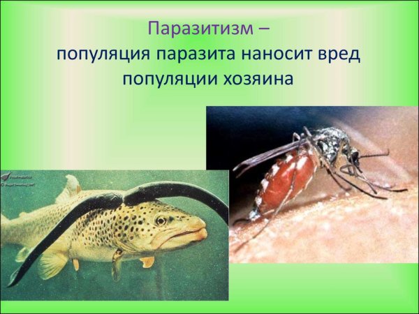 Паразитизм это в биологии