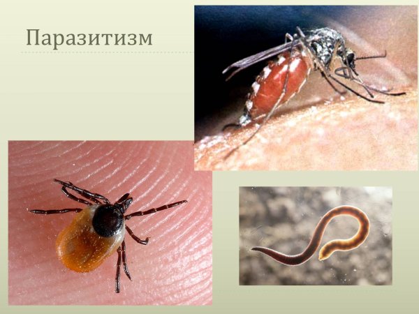 Формы паразитизма