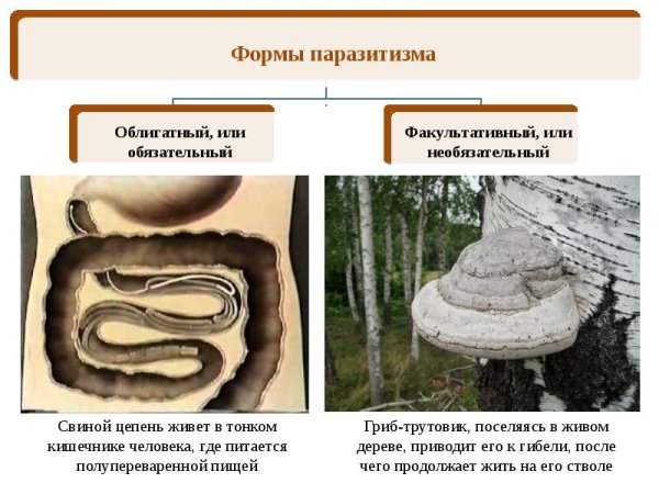 Паразитизм картинки