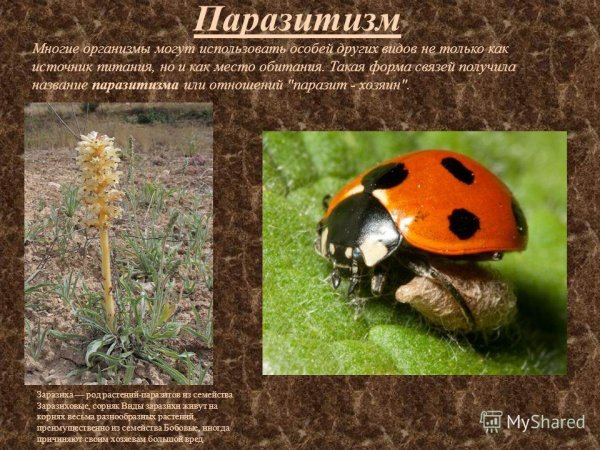 Примеры паразитизма в биологии