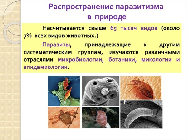Паразиты пример пример