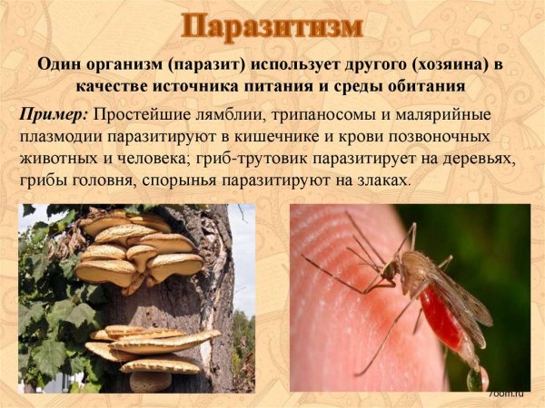 Хищничество взаимоотношения