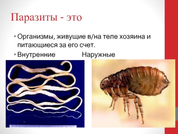 Паразитизм примеры
