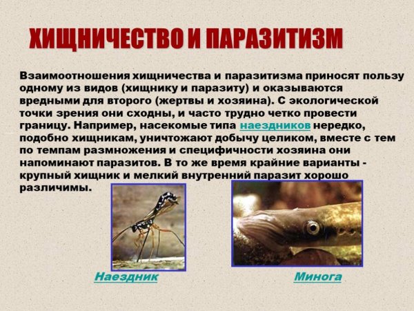 Паразитизм примеры животных