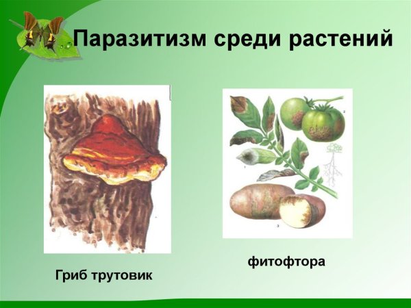 Паразитизм примеры