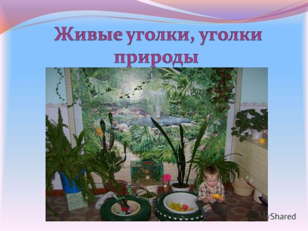 Школьный уголок живой природы