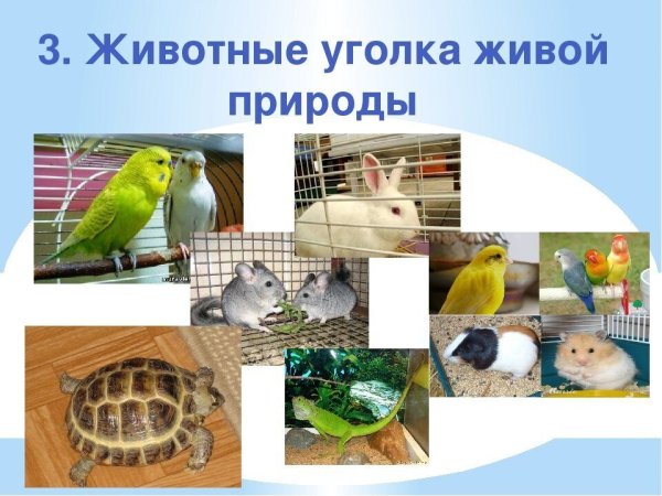 Обитатели живого уголка