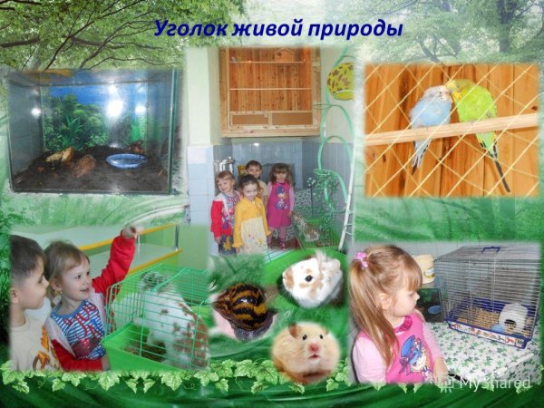 Школьный уголок живой природы