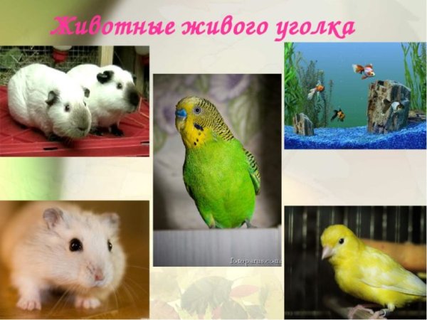 Школьный живой уголок