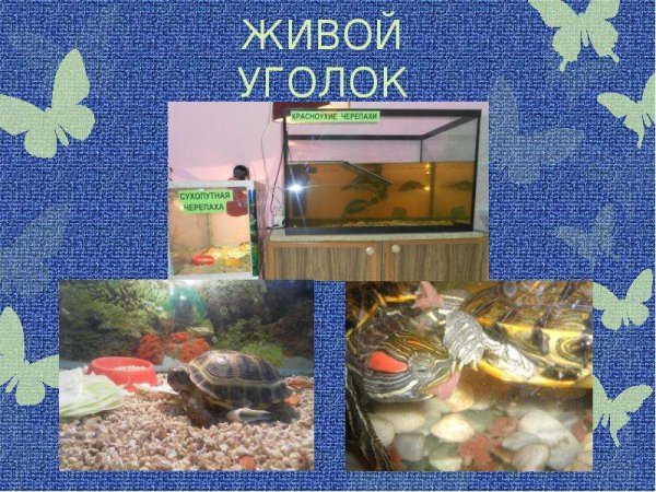 Обетателиживого уголка в детском саду