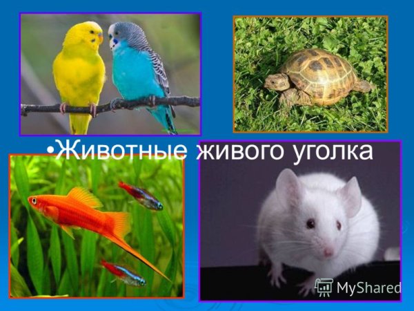 Уголок живой природы в детском саду
