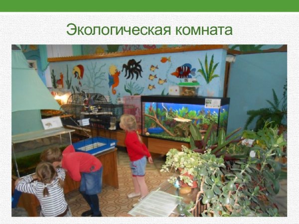 Природный уголок в детском саду