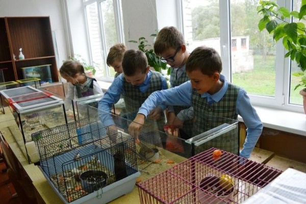 Зеленый уголок в детском саду