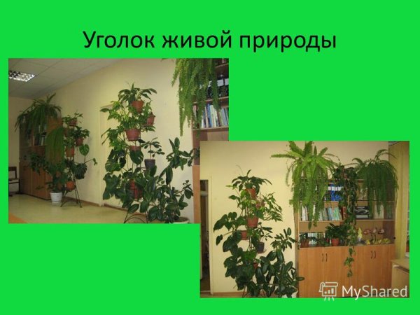 Уголок живой природы в детском саду
