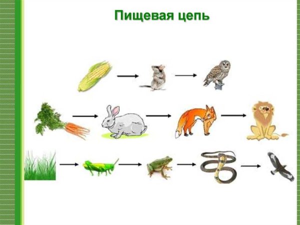 Пищевая цепочка в природе 5 класс биология