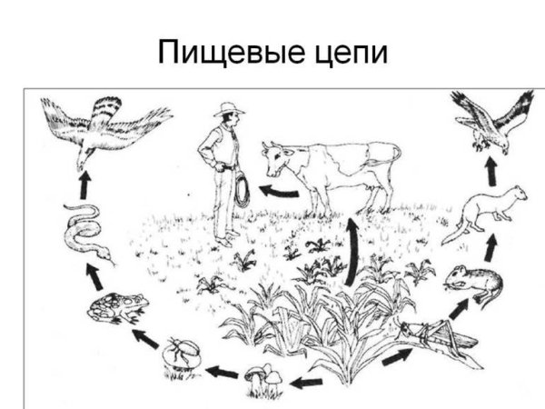 Схемы пищевых цепей примеры