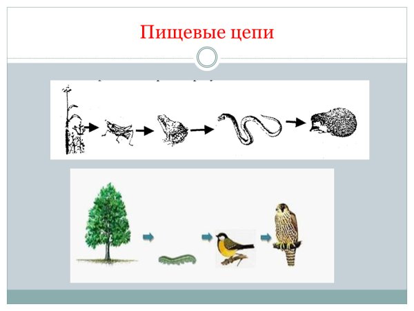 Пищевая цепочка в природе 5 класс биология