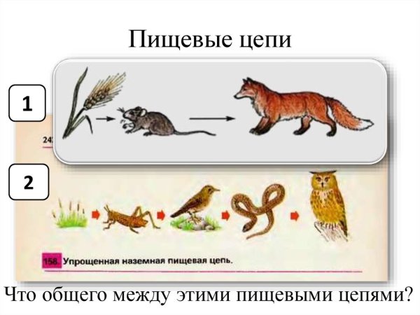 Пищевые Цепочки для дошкольников