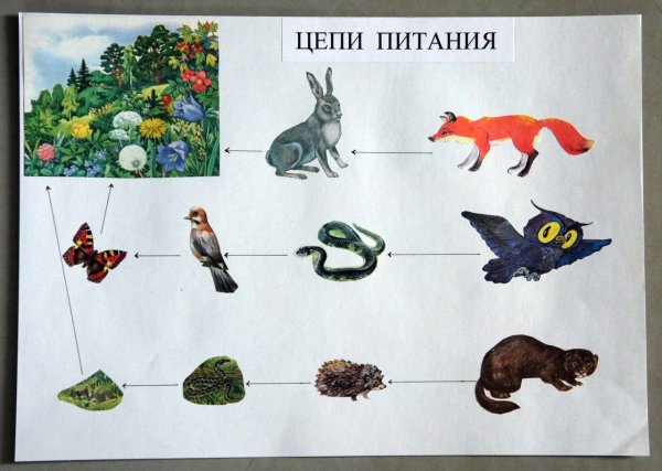 1) Продуценты 2) консументы 3) редуценты