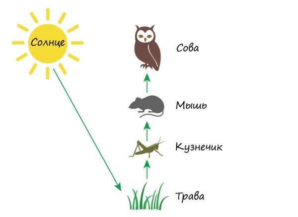 Пищевые Цепочки 2 класс окружающий мир