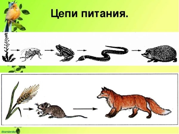 Пищевая сеть елового леса