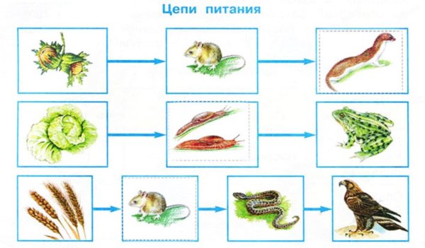 Схема цепи питания в лесу