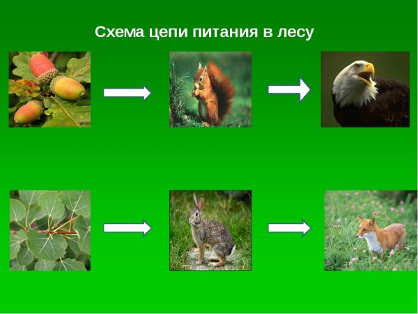 Пищевая цепь птиц