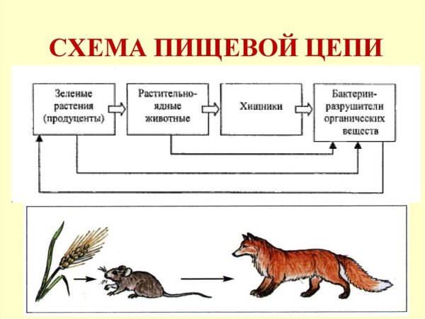 Трофические цепи, экологические пирамиды.