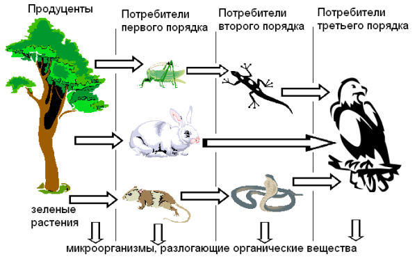 Пищевая цепочка в природе