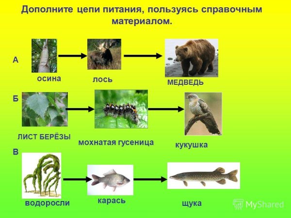 Экологические связи в природе