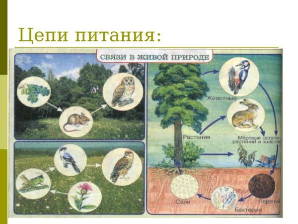 Пищевая цепочка животных 4 животных